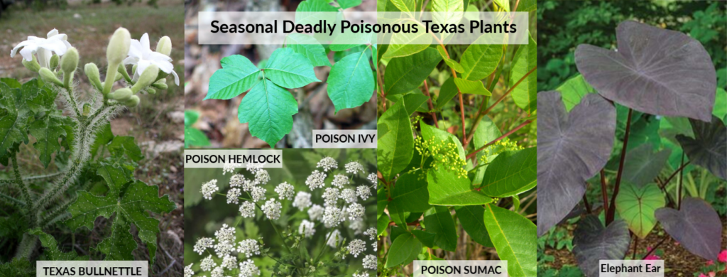 Seasonal Deadly Poisonous Texas Plants