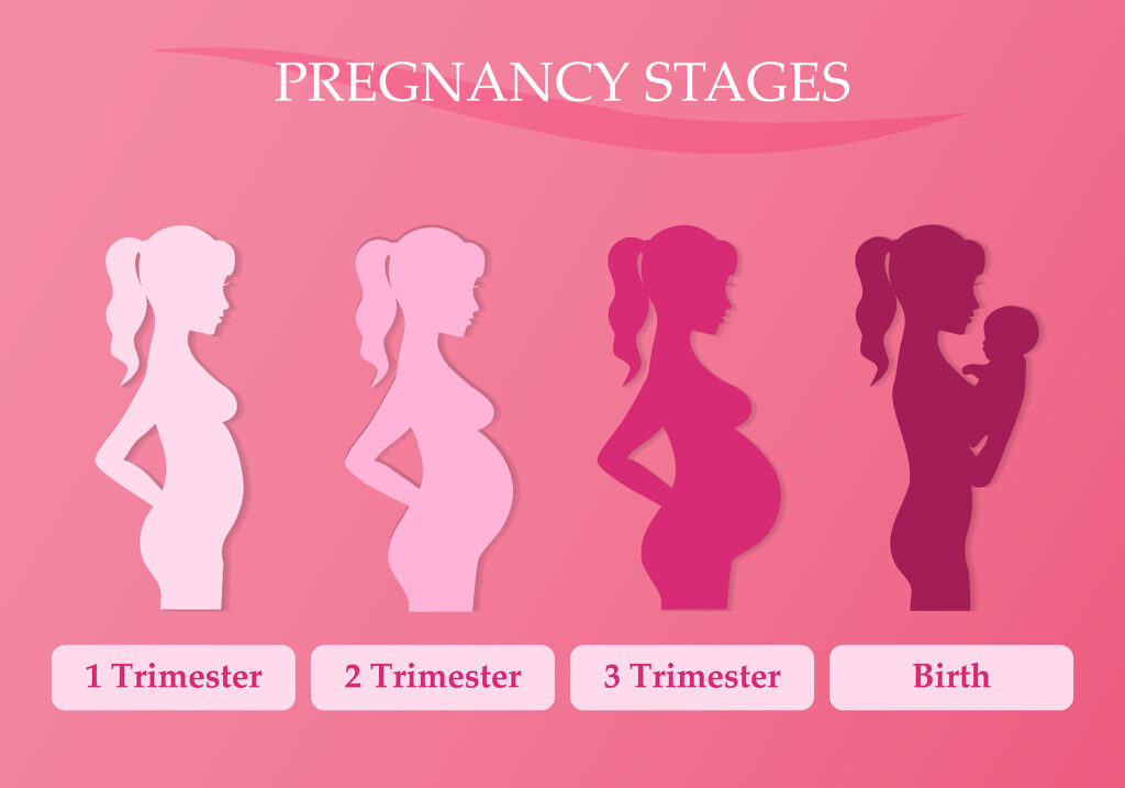 Stages of Pregnancy - First Trimester - Cherokee Women's Health