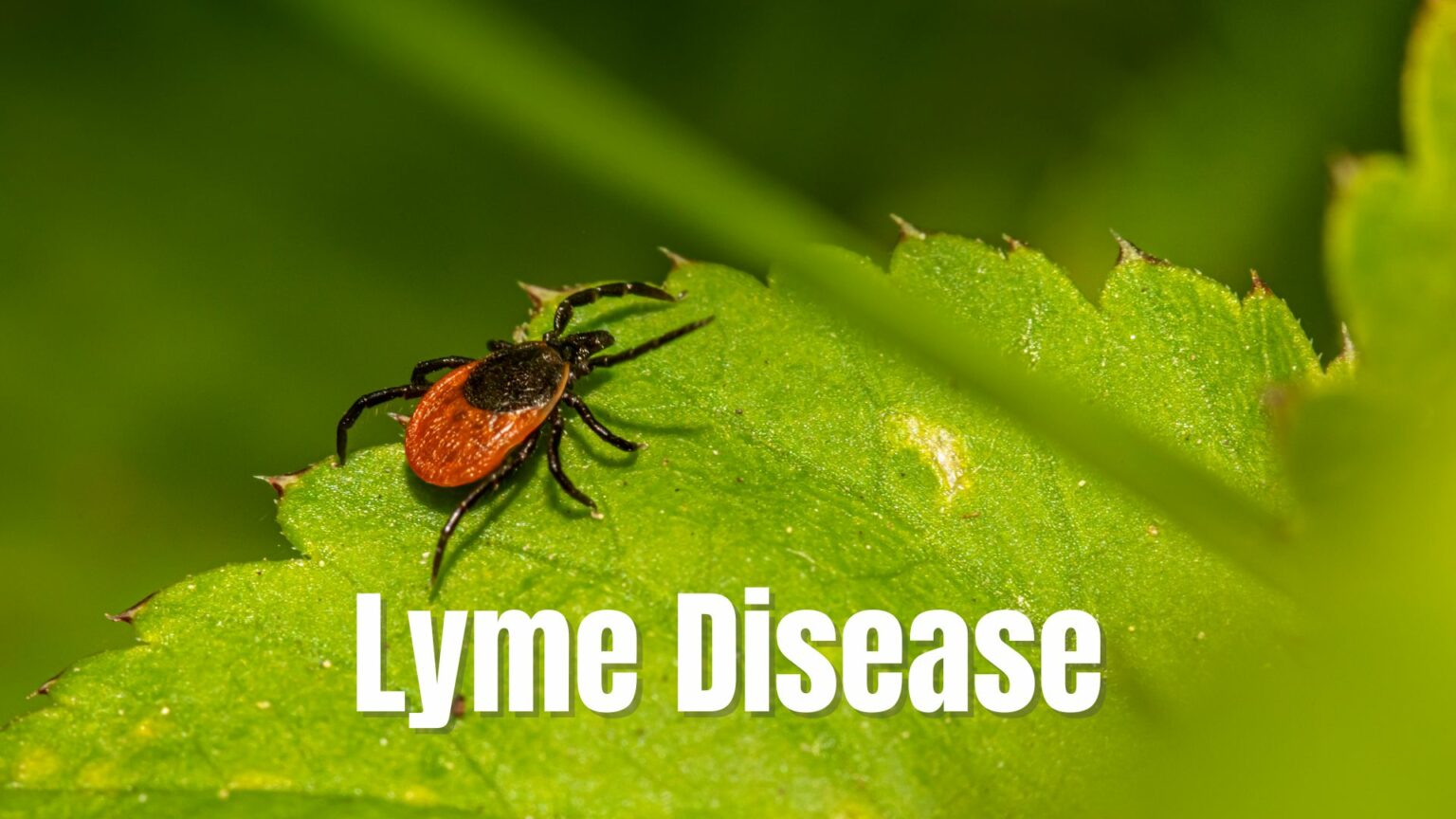 Lyme Disease Symptoms, Causes, Questions Answered Elitecare Emergency