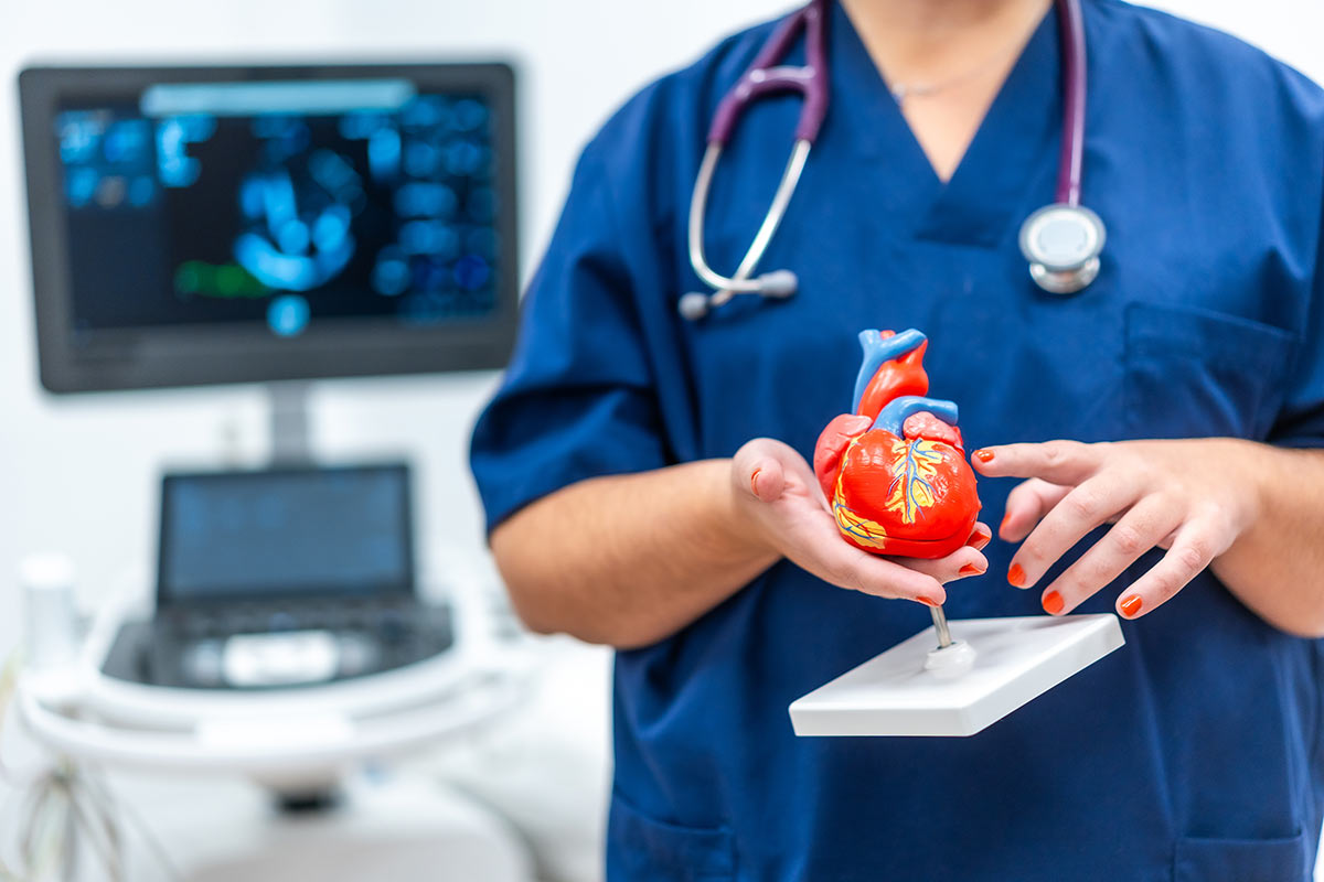 cardiologist holding a plastic heart cardiology services